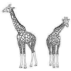 Image showing Two giraffes. Vector illustration.