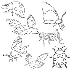 Image showing Set of insects on a white background.