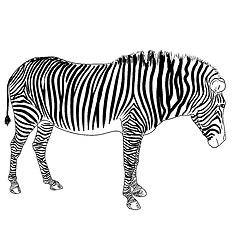 Image showing One zebra. Vector illustration