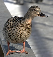 Image showing Mallard Duck.