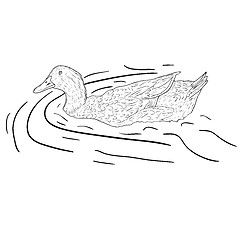 Image showing Wild duck.