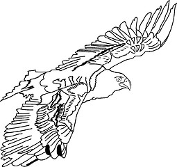 Image showing Black silhouette swooping Tattoo egle. Vector