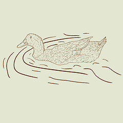 Image showing Wild duck. 