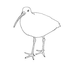 Image showing Eurasian Curlew, bird. Vector illustration.