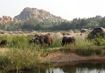 Image showing scenery around Hampi