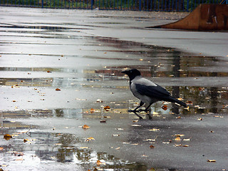 Image showing Big grey crow