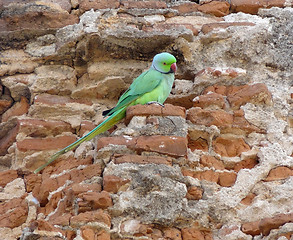 Image showing Rose-ringed Parakeet