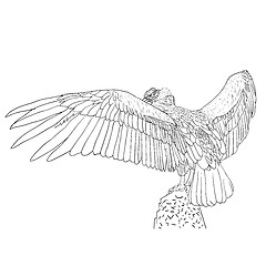 Image showing Vulture with outspread wings. 