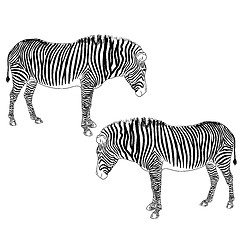 Image showing Two zebras. Vector illustration.