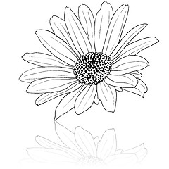 Image showing vector hand drawn illustration