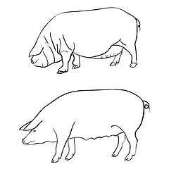 Image showing Pen drawing depicting a pig