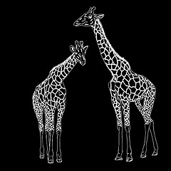 Image showing Two giraffes. Vector illustration.