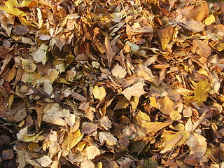 Image showing Autumn leaves