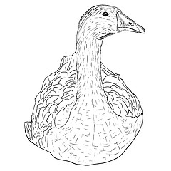 Image showing Wild goose. 