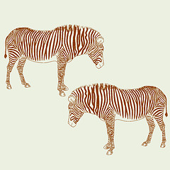 Image showing Two zebras. Vector illustration.