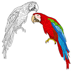 Image showing Macaws. Vector illustration.