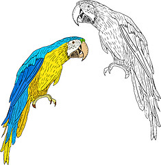 Image showing Macaws. Vector illustration.