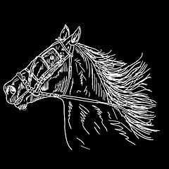 Image showing  Black horse