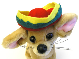 Image showing Mexican Pup