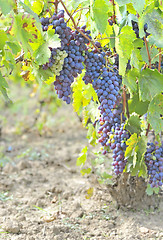 Image showing Black grapes