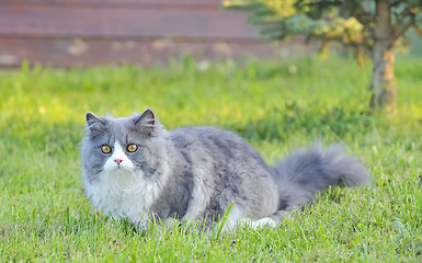 Image showing Ragdoll cat