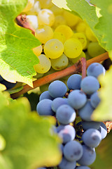 Image showing ripe grapes