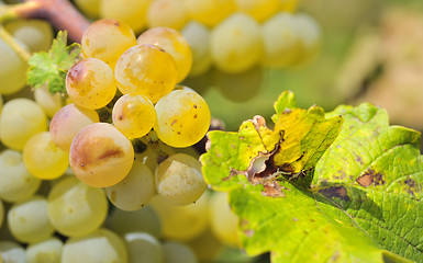 Image showing Bunch of grapes