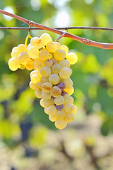 Image showing Bunch of grapes
