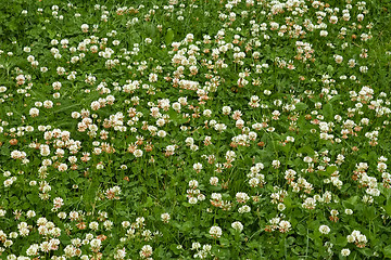 Image showing Many white clover flowers
