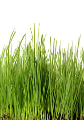 Image showing Grass on White