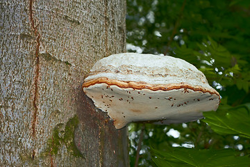 Image showing Tinder mushroom grew on beech tree