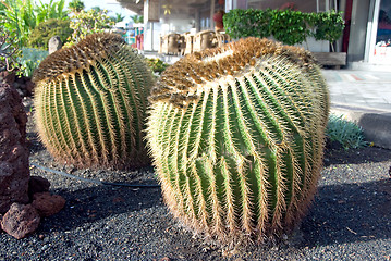 Image showing Mammilaria Cactus