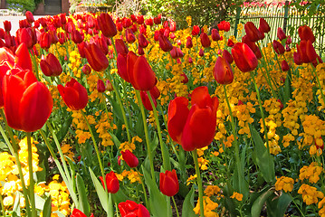Image showing Red Tulips