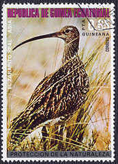 Image showing Eurasian Curlew on a Postage Stamp from Equatorial Guinea