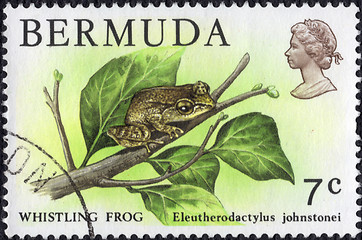 Image showing Whisling Frog Postage Stamp 