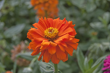 Image showing Orange Zinnia