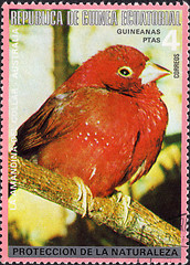 Image showing Red-billed Firefinch Stamp