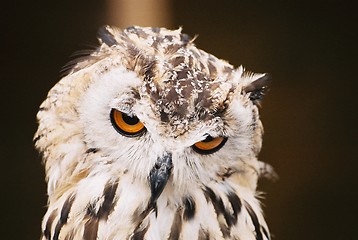 Image showing Siberian Eagle Owl