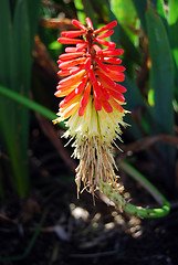 Image showing Red Hot Poker Flower