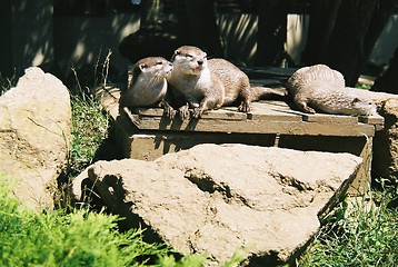 Image showing Otters at rest