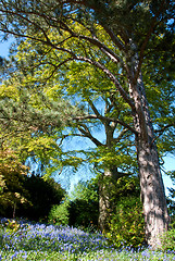 Image showing Bluebell Woodland