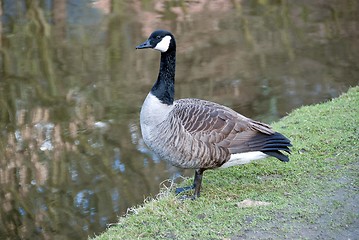 Image showing Canada Goose