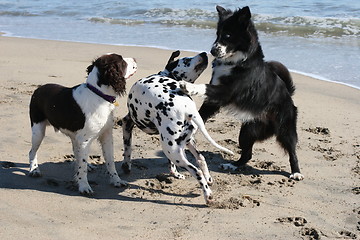 Image showing 3 dogs playing on the beach