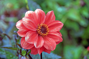 Image showing Pink Dahlia