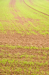 Image showing Young crops