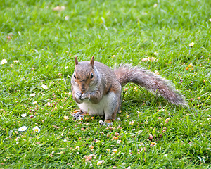 Image showing Grey Squirrel Feeding