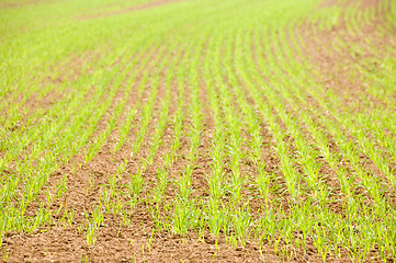 Image showing Young crops