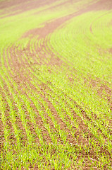 Image showing Young crops