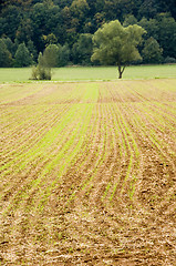 Image showing Young crops