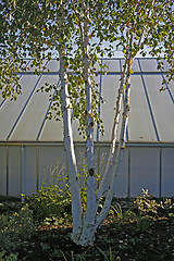 Image showing Betula Utilis